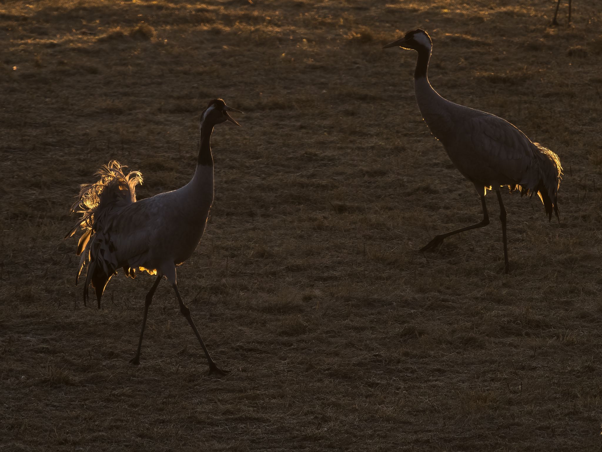 013 250324 0643 H  1HR0637 DxO DeepPRIME XD2s